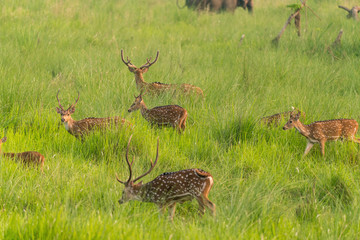 Sika or spotted deers herd in the elephant grass