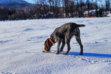 Fototapeta na wymiar A Cesky fousek is searching some scent or prints. A beautiful brown and grey colored dog trying found some victims after storm