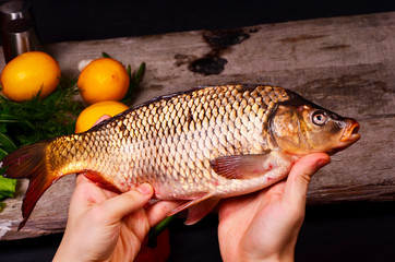 Fototapeta premium Fresh big fish in man hand.