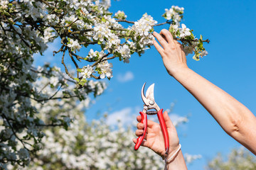 Cutting branch of blooming fruit tree by pruning shears. Gardening in orchard during spring season