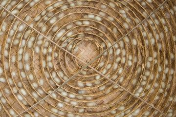 Fototapeta premium Silk Worm Cocoon In The Nest