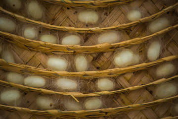 Silk Worm Cocoon In The Nest