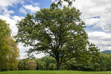 Beautiful golden autumn at Storm King Art Center hills