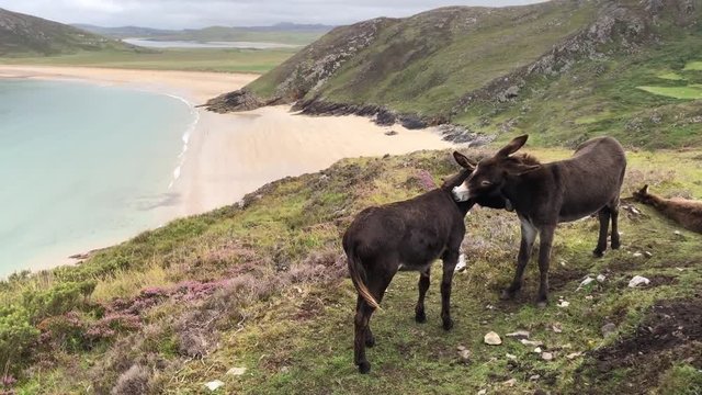 Video of two donkeys on a hill side over looking a pristine white beach in Donegal Ireland.  The water is turquoise and clear  