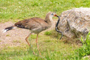 Obraz premium A crested cariama (Cariama cristata) has a snake in its beak