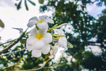 The beauty of plumeria