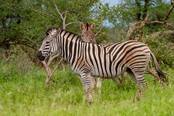 kruger national park south africa