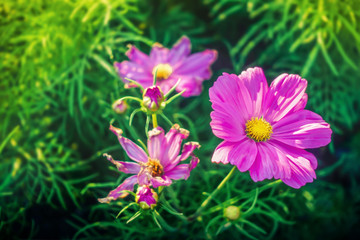 Obraz premium Magenta flowers, purple flowers