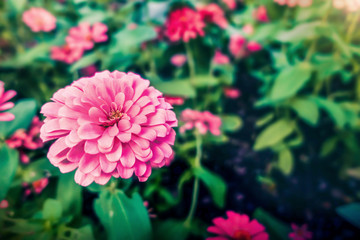 Pink zinnia in the garden