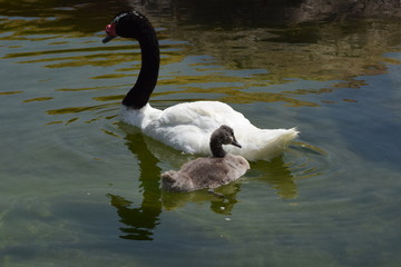 Cisne de cuello negro