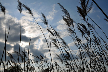 Fototapeta premium schilfgraswedel im wind
