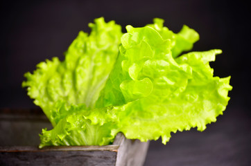 Green oak lettuce fresh on wood table.