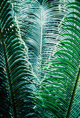 Tropical jungle background texture of a close up of dark green palm leaves.