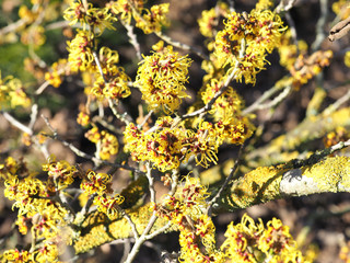 Die Hamamelisblüte leuchtet in der Wintersonne