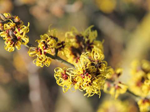 Die Sonne bringt die Bl&uuml;ten der Hamamelis besonders zum Leuchten