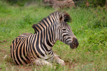 zebra national park kruger south africa