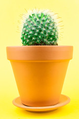 Cactus on a yellow background