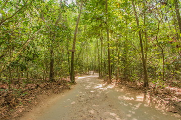 Obraz premium クチトンネル 遊歩道 ベトナム ホーチミン