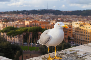 Seagull and panorama of Rome,Italy