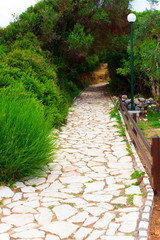 The path of stones through the green nature and bushes. Adventure and nature concept with road through the nature. Stone road and green bushes