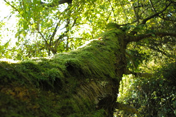 Fototapeta premium Old branch tree with green moss