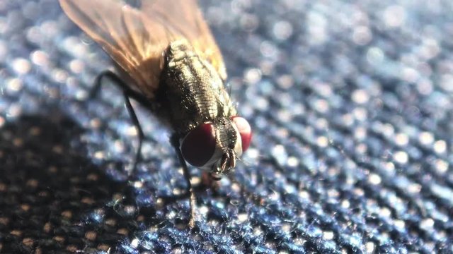 Macro mosca em ganga