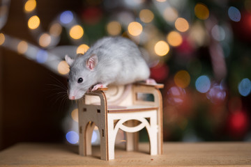 Gray rat symbol of the new year