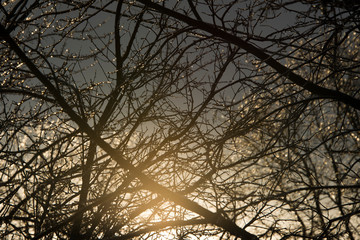 Ice covered branches with sunrise 