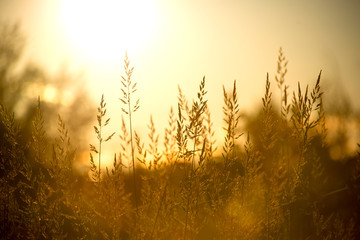 Field of wild grass, warm summer sunset, space for text