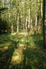 Young tree in sun rays in forest