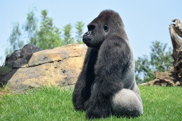 Grandes primates - gorila