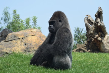 Grandes primates - gorila