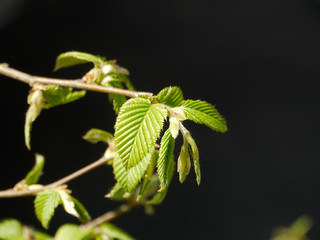 Buchentrieb im Licht