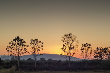 Fototapeta na wymiar Silhouette of the trees with the hill and yellow sky background, sunrise at Doi Nang Non, view rural in Mae Sai District, Chiang Rai, northern of Thailand.