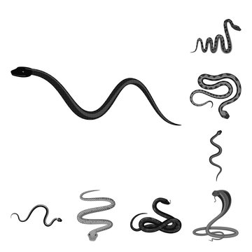Isolated object of harm and bite icon. Set of harm and reptile vector icon for stock.