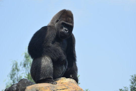 Grandes primates - gorila