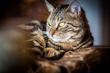 Portrait of a domestic cat