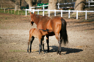 Mare with  few weeks old foal on pasture close-up