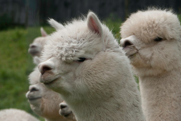 Obraz premium Alpaka