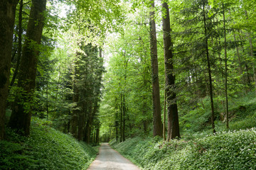 Obraz premium Waldweg