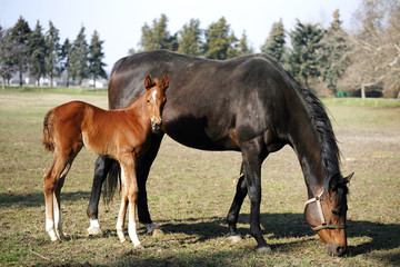 Naklejka na ściany i meble Mare with few weeks old foal on pasture close-up