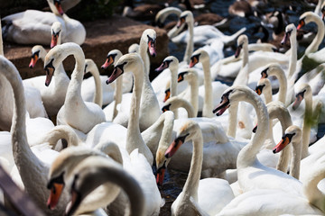 Obraz premium A flock of beautiful white swans on the water. River nature with white swans concept