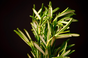 Rosemary bound on a wooden board