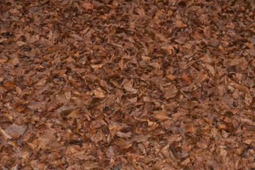 Herbstlaub