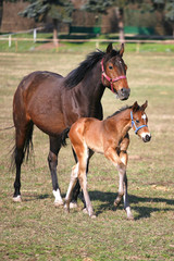 Mare with  few weeks old foal on pasture close-up