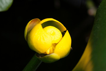 Butterblume