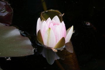 Teichrose am erblühen © Ben