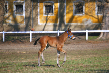Naklejka na ściany i meble Beautiful thoroughbred mare and foal grazing and playing together at rural equestrian farm