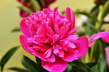 pink peony at home