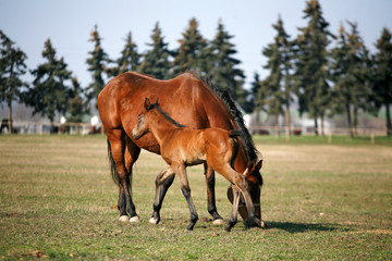 Obraz premium Beautiful thoroughbred mare and foal grazing and playing together at rural equestrian farm